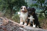 BERGER AUSTRALIEN PUPPIES 856